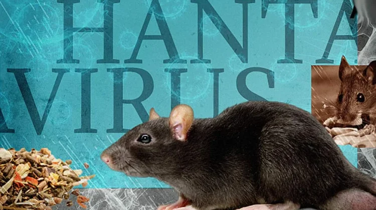 Dinkes: Satu Suspek Hantavirus di DIY Hasilnya Negatif