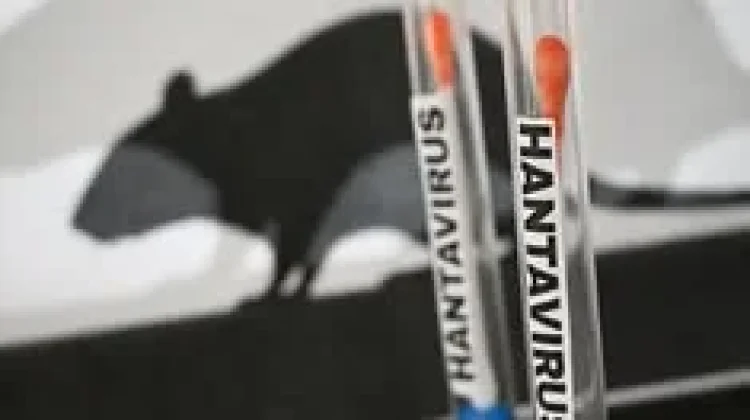 DIY Nihil Kasus Hantavirus pada 2026, Masyarakat Diimbau Tidak Panik