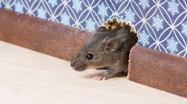 Sama-sama Ditularkan lewat Tikus, Apa Perbedaan Hantavirus dengan Leptospirosis?