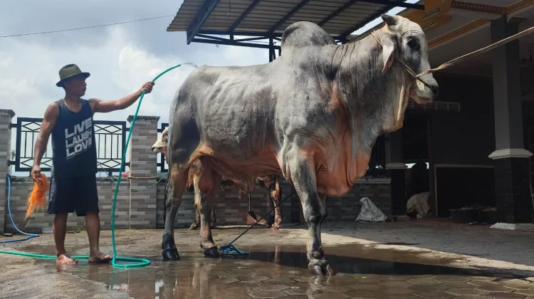 Inilah Mbah Iran, Sapi Pilihan Prabowo untuk Hewan Kurban dari Bantul