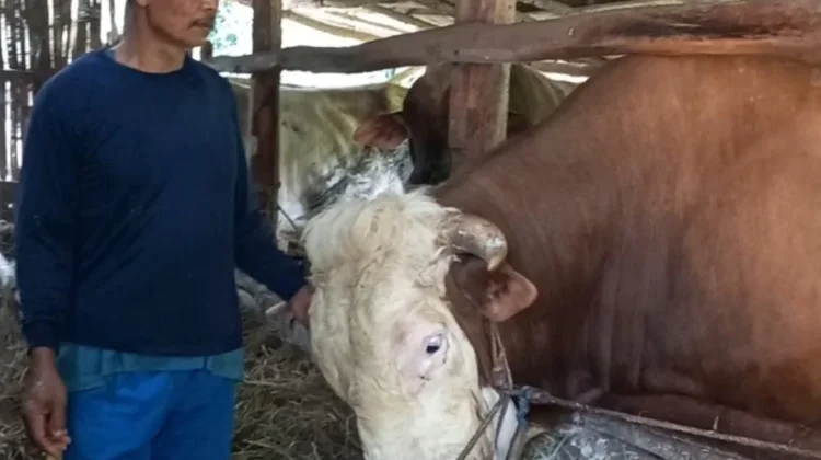 Presiden Prabowo Beli Sapi Asal Gedangsari untuk Kurban