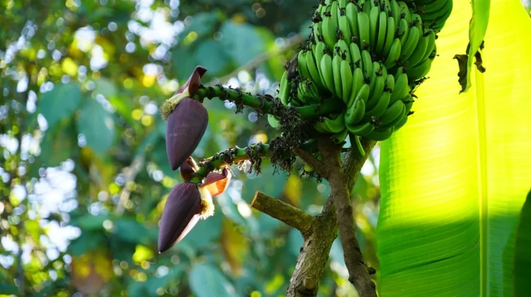 Pisang Unik di Ngawen, Hasilkan Empat Tandan dalam Satu Pohon