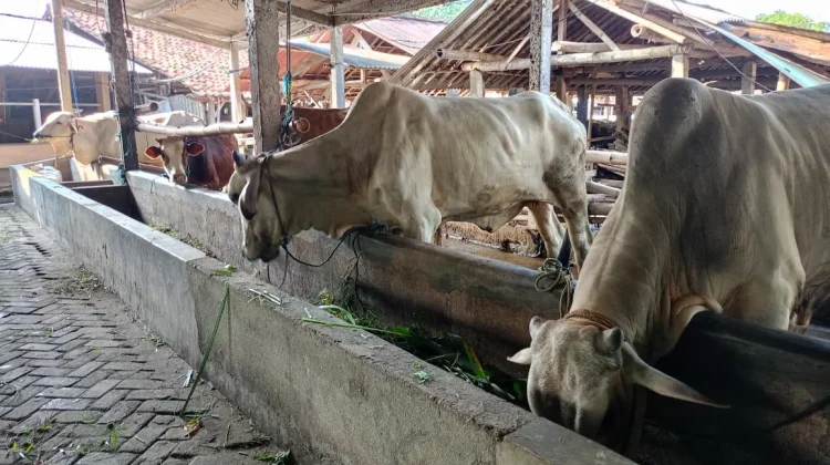 Cegah Penyebaran Antraks, Sebanyak 300 Ternak di Sleman Divaksin