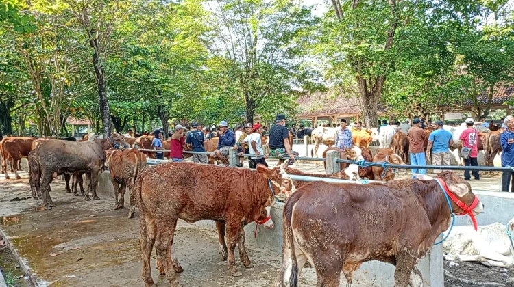 Daging Kurban yang Terpapar Cacing Hati Aman Dikonsumsi