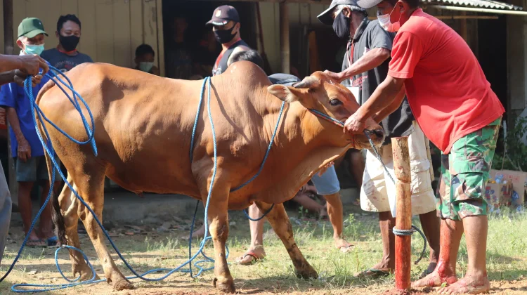 Ibadah Kurban Perkuat Empati dan Kepedulian Sosial Umat
