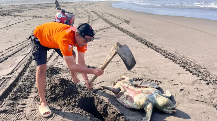 Bangkai Penyu Tedampar di Pantai Parangkusumo Bantul