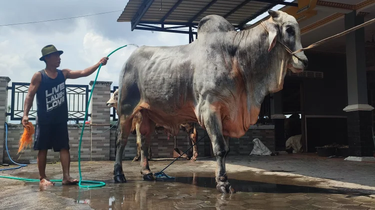 Sapi Kurban Bantuan Presiden Dipantau Ketat