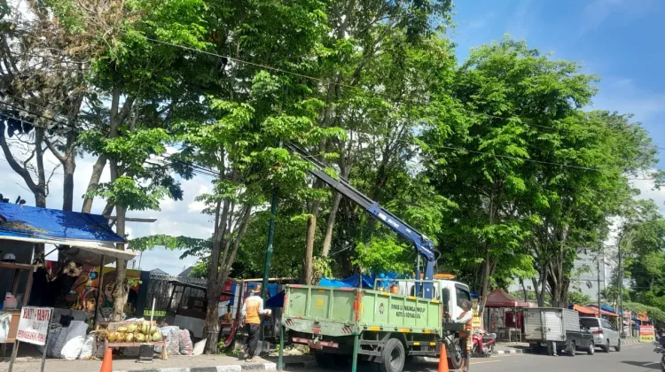 Dahan Pohon Munggur Timpa Warung dan Kabel di Gondokusuman
