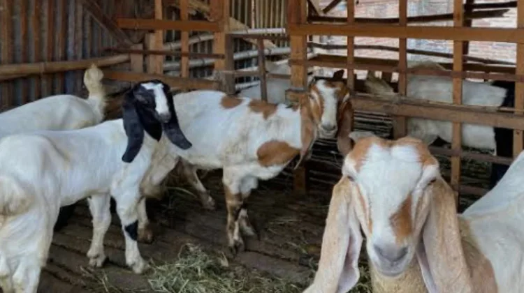 Begini Cara Efektif Menghilangkan Bau "Prengus" Daging Kambing