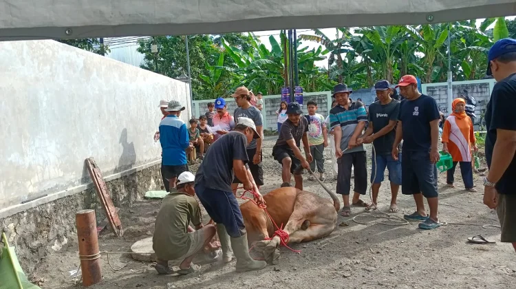 Warga Grojogan Bantul Rayakan Iduladha dengan Menyembelih Belasan Hewan Kurban