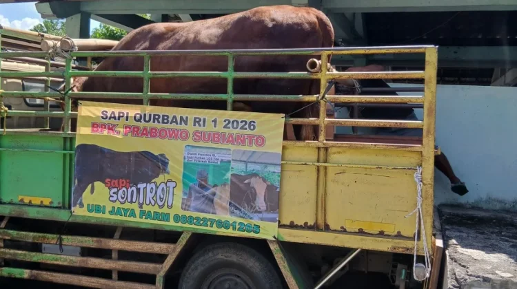 Ini Alasan Sapi Bantuan Presiden Disalurkan ke Gemblakan Bawah Yogyakarta