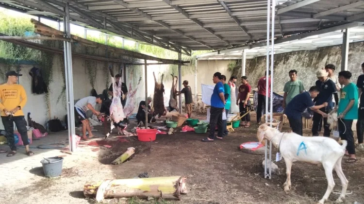 Hasil Menabung, Para Siswa GIS Berkurban 5 Sapi dan 45 Kambing Iduladha 1447 Hijriah