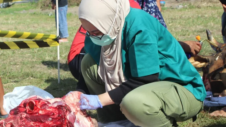 FKH UGM Terjunkan Relawan ke Pelosok DIY, Pastikan Daging Kurban Aman Dikonsumsi