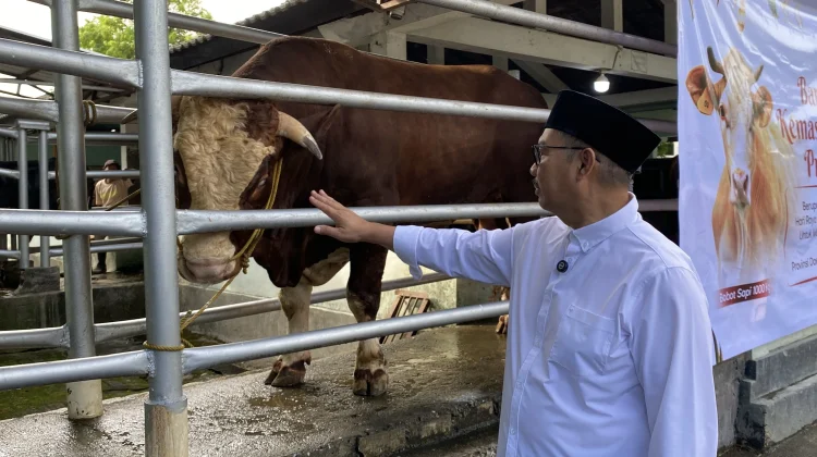 Sapi Kurban 1,05 Ton Bantuan Presiden Disalurkan Kepada Warga Bantaran Code