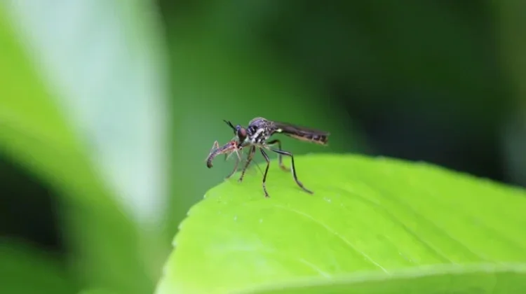 Kasus Malaria Meningkat, UGM Soroti Faktor Lingkungan dan Ancaman Zoonosis