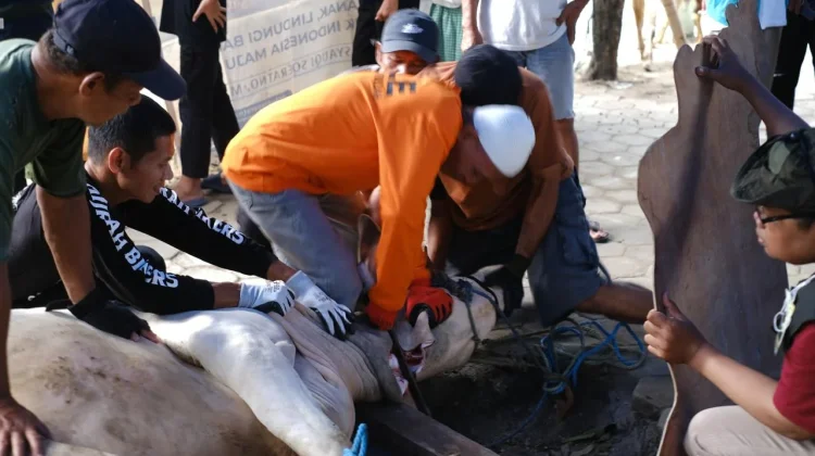 Penyembelihan Hewan Kurban di Bantul Capai 26.245 Ekor