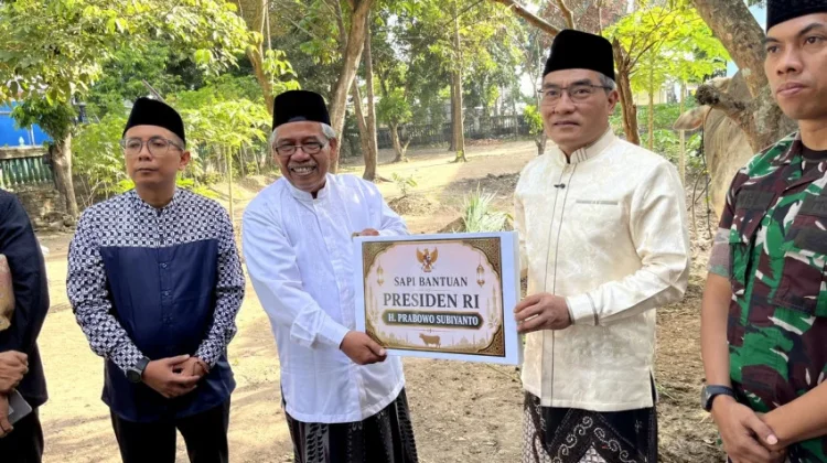 Pertama Kali, Sapi Kurban Presiden Disembelih di Masjid Agung Manunggal Bantul