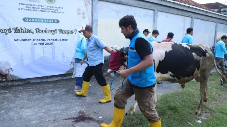 INI-PPAT DIY Salurkan 14 Ekor Sapi Kurban untuk Warga Bantul