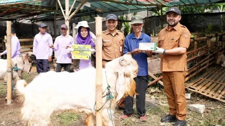 Mengapa Daging Kurban Terasa Berbeda saat Diolah?
