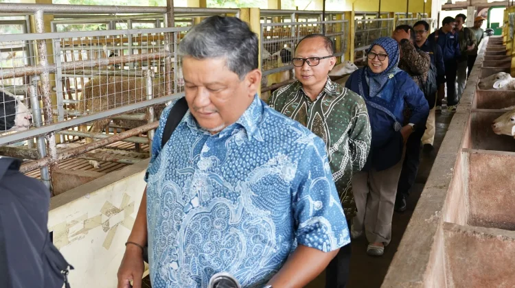 Pengutan Ekosistem Protein Nasional melalui Industri Ruminansia Potong