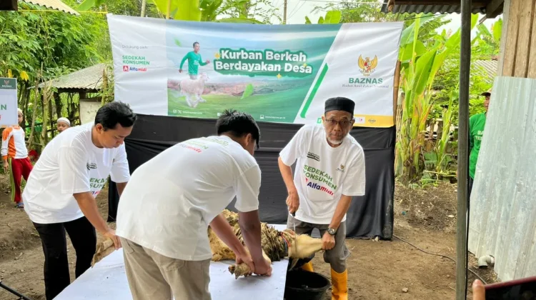 Baznas Manfaatkan Momentum Iduladha Demi Pemberdayaan Ekonomi Peternak Sleman