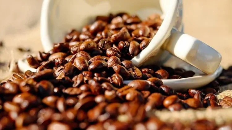 Cara Budidaya Keliru, Kopi Rentan Cacat