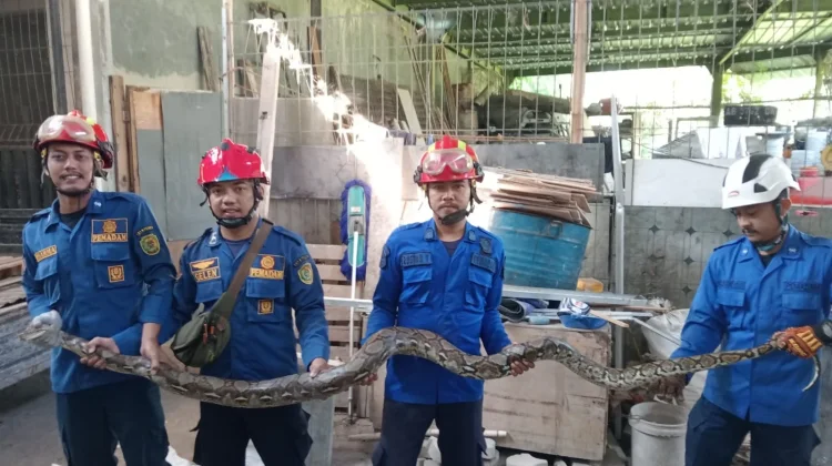 Sembunyi di Belakang Rumah, Ular Sanca Sepanjang 3 Meter Gegerkan Warga Bantul
