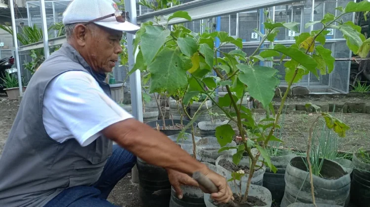 Lahan Sempit Bukan Halangan bagi KT Mekar Jaya Hidupkan Ketahanan Pangan