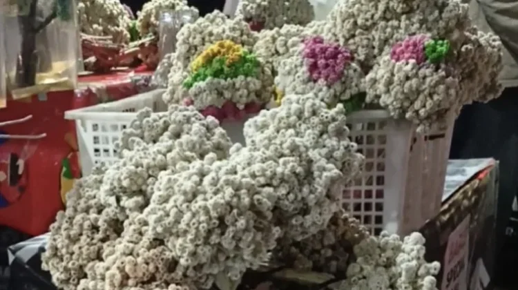 Edelweiss, Bunga Langka Simbol Keabadian Cinta