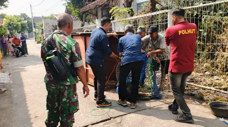 Kasuari Gelambir Ganda Dilindungi Berhasil Diselamatkan BKSDA