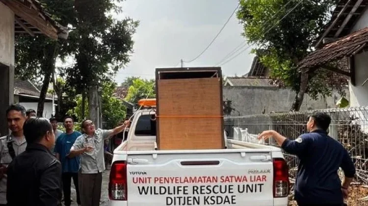 KSDA Yogyakarta Evakuasi Kasuari Dilindungi dari Permukiman Warga di Slema