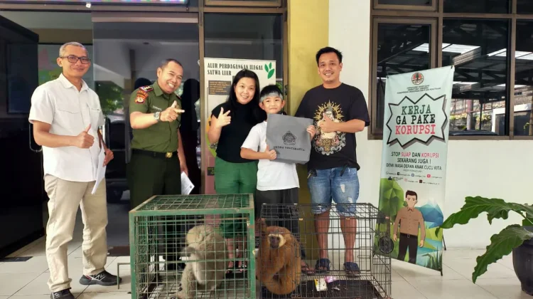 Warga Sleman Serahkan Dua Owa Dilindungi ke Balai KSDA Yogyakarta