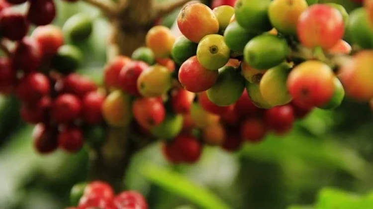 Petani Kopi Sikopel Banjarnegara Terapkan Pertanian Berkelanjutan