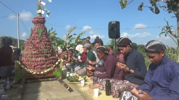 Wujud Rasa Syukur, Petani Bawang Merah Nawungan Gelar Tradisi Wiwitan Panen