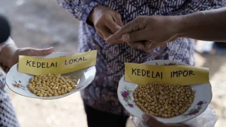 UGM Kembangkan Benih Kedelai Lokal Demi Kurangi Ketergantungan Impor