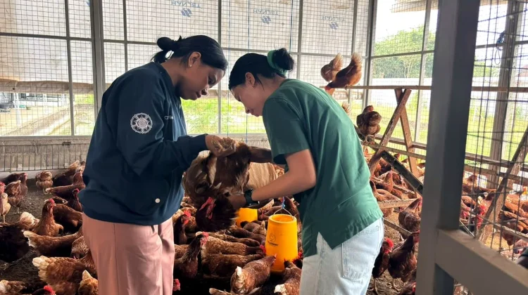 Langkah Fapet UGM Dorong Kemandirian Desa Melalui Telur