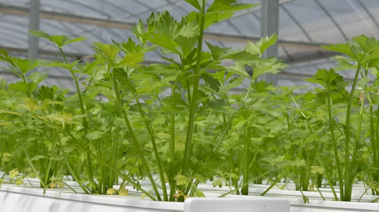 Pentingnya Meningkatkan Kompetensi Bagi Komunitas Petani Milenial