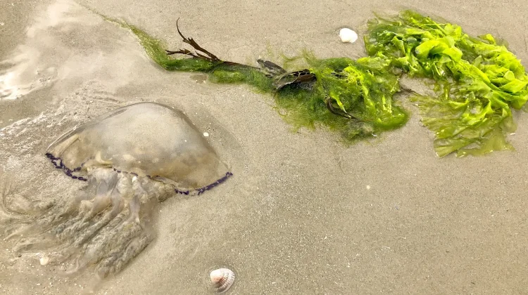 Waspada Ubur-Ubur saat Berlibur ke Pantai