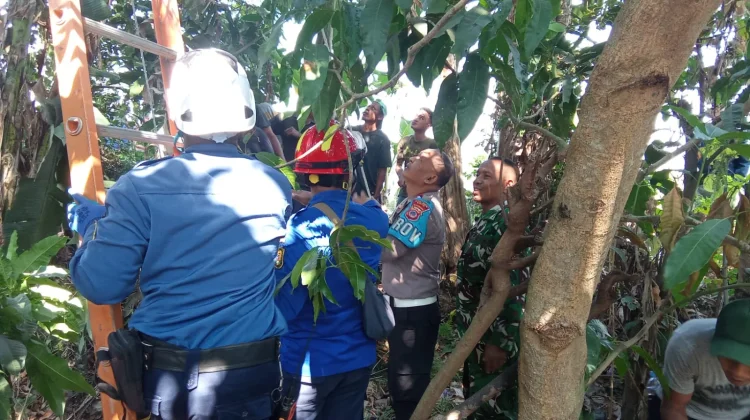 Cari Pakan Ternak, Pria di Pundong Tewas Tersengat Listrik di Atas Pohon