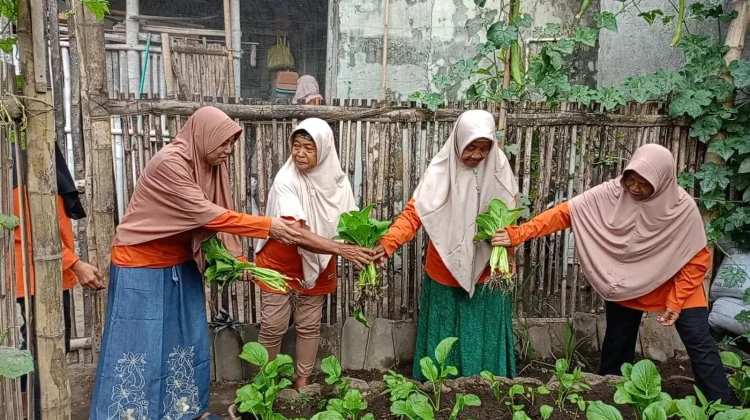 Produktif di Lahan Terbatas, KWT Anugerah Bumi Budidayakan Tanaman Sayur Organik