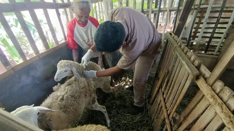Cegah PMK hingga Antraks, DPP Kota Yogyakarta Sisir 350 Ternak lewat Yanduwan