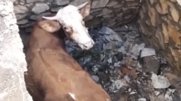 Damkarmat Gunungkidul Evakuasi Sapi Tercebur di Bekas Septic Tank