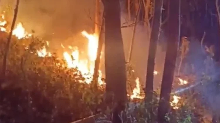 Damkarmat Gunungkidul Catat 18 Kebakaran Hutan Lahan hingga Juli 2026