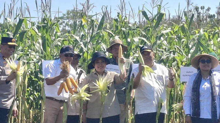 Bukan Sumber Pangan Biasa, Ini Multi Manfaat dari Jagung
