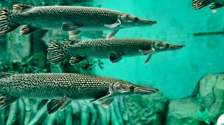 Ikan Invasif Pemangsa Spesies Lokal Dilarang Dilepas ke Perairan Umum