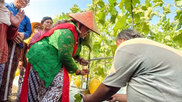 Lulusan PKBM di Gunungkidul Sukses Raup Puluhan Juta dari Budidaya Melon