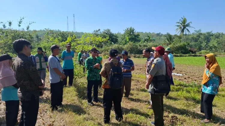 Lindungi Lahan dari Hama Tikus, Pemkab Gunungkidul Andalkan Burung Hantu