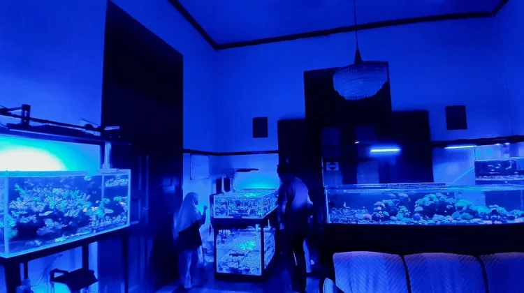 Studio Terumbu Karang Yogyakarta Kenalkan Konservasi Laut Melalui Akuakultur