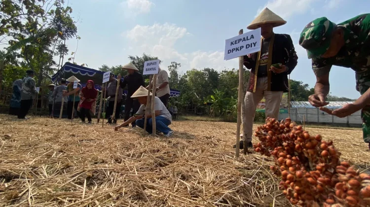 Sorgum Kembali Dikembangkan, Pemkab Bantul Bidik Ketahanan Pangan
