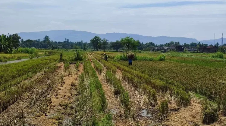 Luas Tanam Bertambah, Bantul Kejar Surplus Beras 100 Ribu Ton